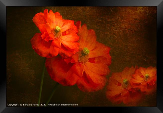 Vibrant Spanish Poppies in Bloom Framed Print by Barbara Jones