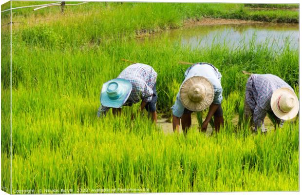 Farmers in rice field near Chiang Mai Canvas Print by Nicolas Boivin