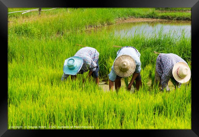 Farmers in rice field near Chiang Mai Framed Print by Nicolas Boivin