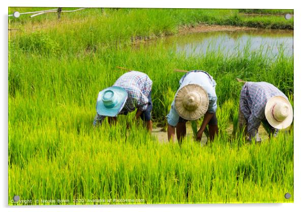 Farmers in rice field near Chiang Mai Acrylic by Nicolas Boivin