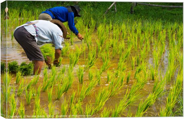 Farmers in rice field near Chiang Mai, Thailand Canvas Print by Nicolas Boivin