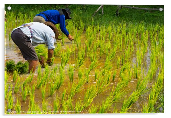Farmers in rice field near Chiang Mai, Thailand Acrylic by Nicolas Boivin