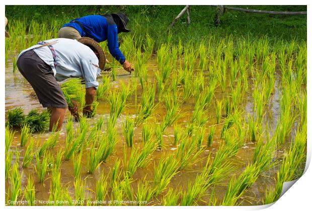Farmers in rice field near Chiang Mai, Thailand Print by Nicolas Boivin