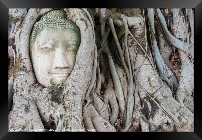 Head of sandstone Buddha in the tree roots Framed Print by Nicolas Boivin