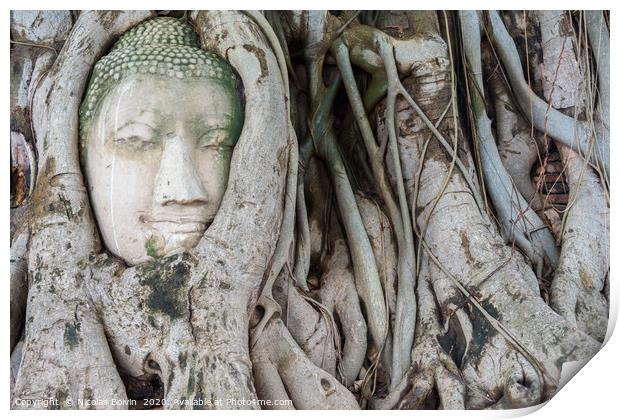 Head of sandstone Buddha in the tree roots Print by Nicolas Boivin