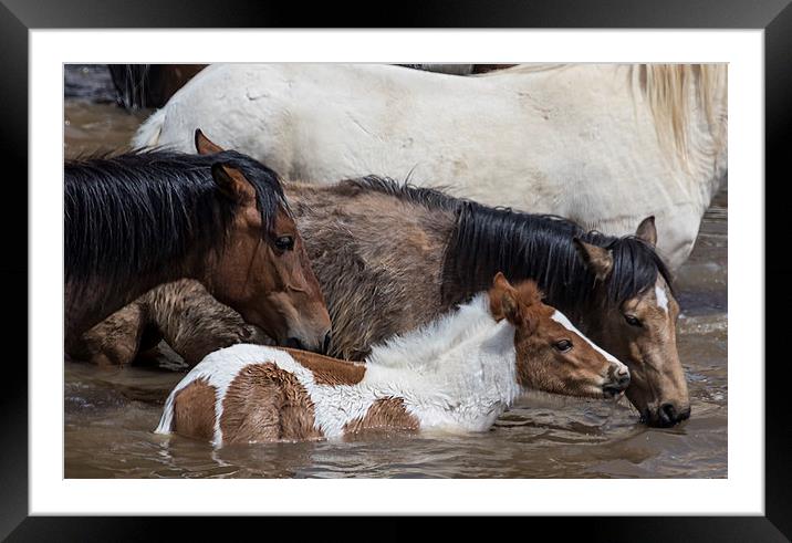 Pinto Foal Enjoying a Dip - South Steens Mustangs Framed Mounted Print by Belinda Greb