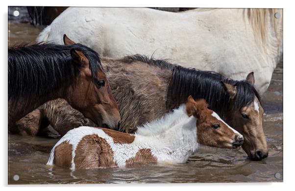 Pinto Foal Enjoying a Dip - South Steens Mustangs Acrylic by Belinda Greb