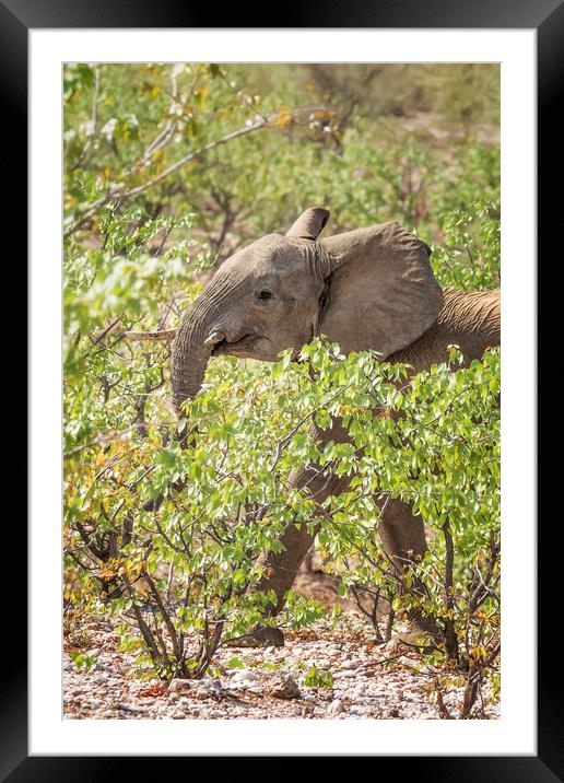 Desert Elephant Calf at Grootberg Framed Mounted Print by Belinda Greb