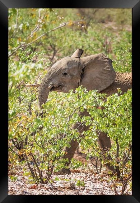 Desert Elephant Calf at Grootberg Framed Print by Belinda Greb