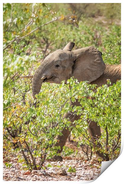 Desert Elephant Calf at Grootberg Print by Belinda Greb
