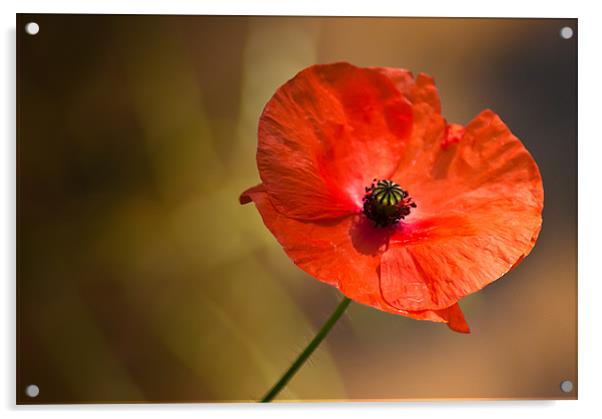 Poppy Acrylic by Keith Thorburn EFIAP/b