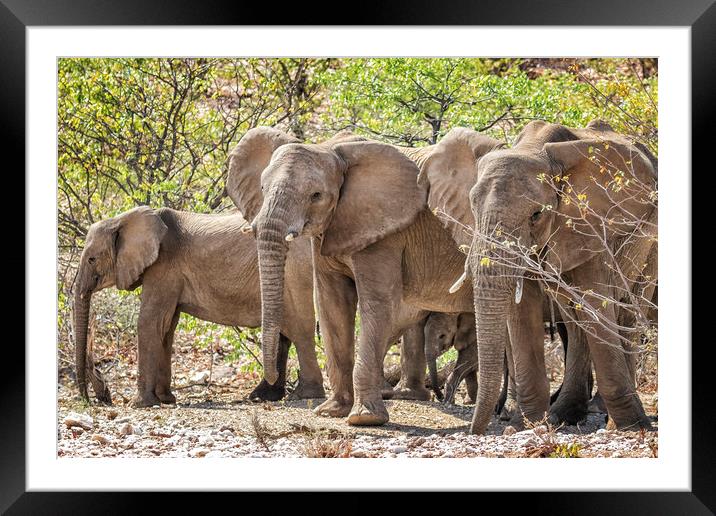 Desert Elephants of Damaraland, Namibia Framed Mounted Print by Belinda Greb