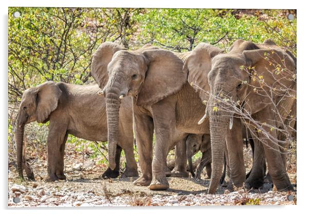Desert Elephants of Damaraland, Namibia Acrylic by Belinda Greb