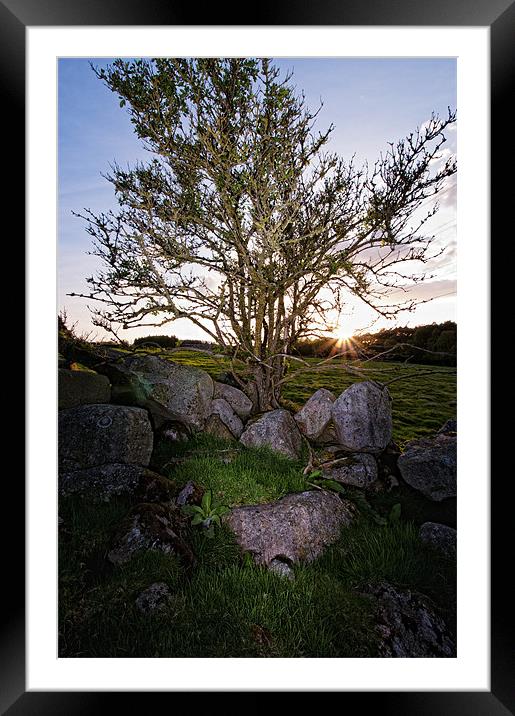 Leylodge tree Framed Mounted Print by Stuart Reid