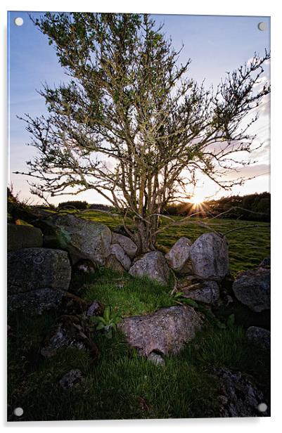 Leylodge tree Acrylic by Stuart Reid