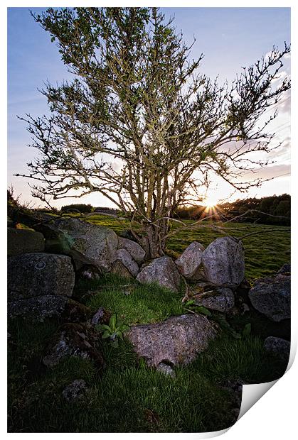 Leylodge tree Print by Stuart Reid