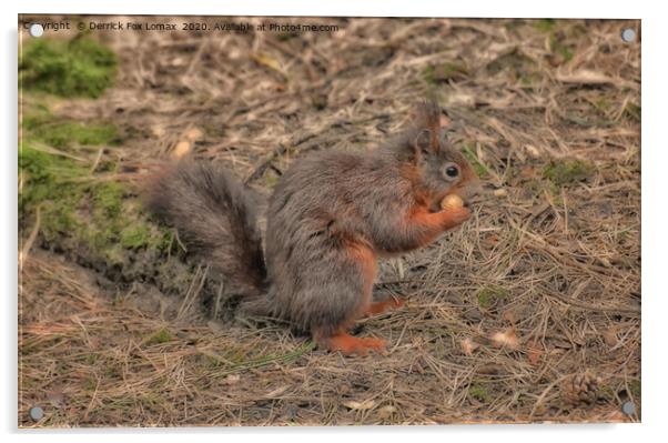 Red Squirrel Acrylic by Derrick Fox Lomax