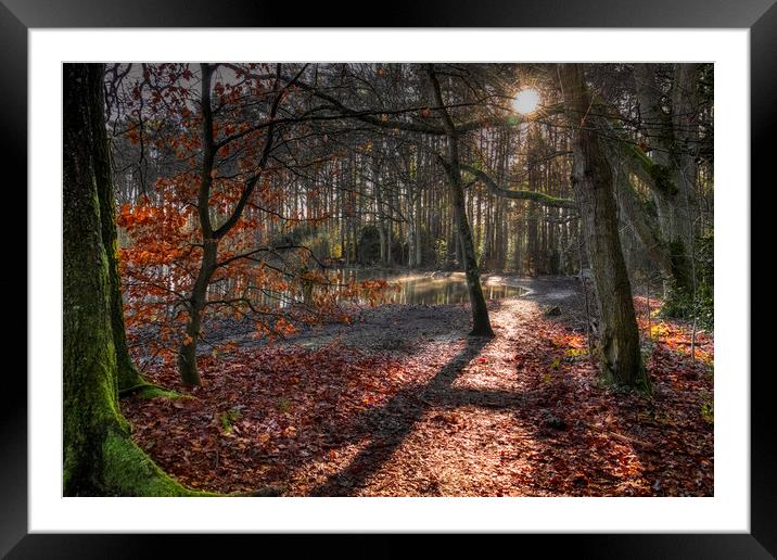Nature reserve Sun Rays in Bracknell Forest Framed Mounted Print by Dave Williams