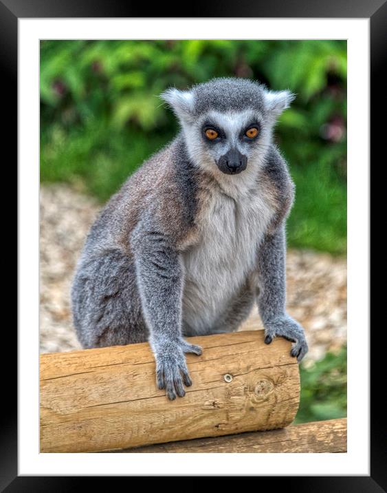 Ring Tailed Lemur Framed Mounted Print by Dave Williams