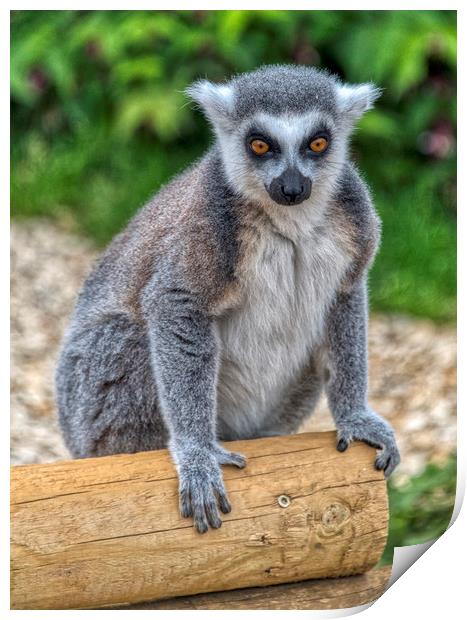 Ring Tailed Lemur Print by Dave Williams