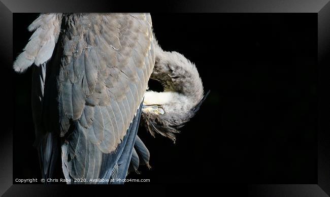 Grey Heron (Ardea cinerea) preening itself, agains Framed Print by Chris Rabe