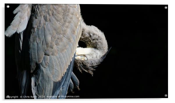 Grey Heron (Ardea cinerea) preening itself, agains Acrylic by Chris Rabe