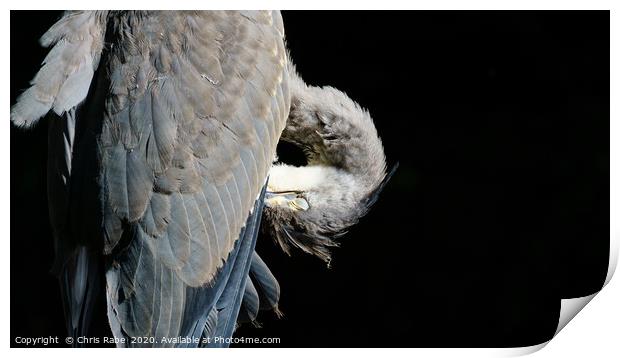 Grey Heron (Ardea cinerea) preening itself, agains Print by Chris Rabe