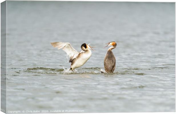 Great Crested Grebe attack Canvas Print by Chris Rabe