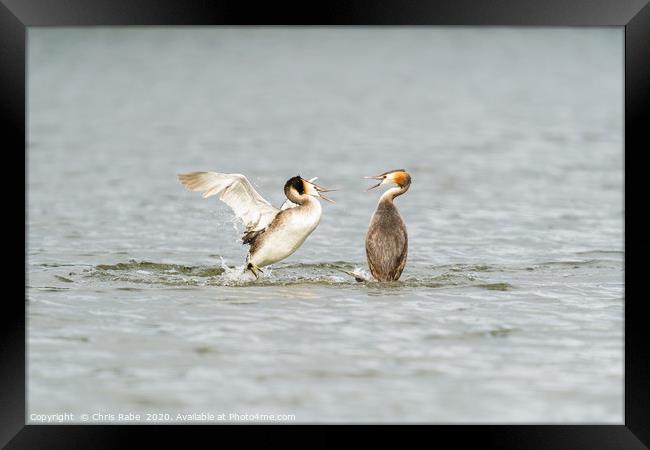 Great Crested Grebe attack Framed Print by Chris Rabe