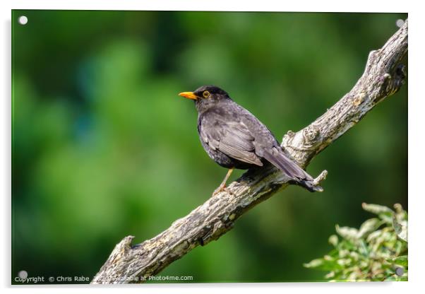 Male Blackbird  Acrylic by Chris Rabe