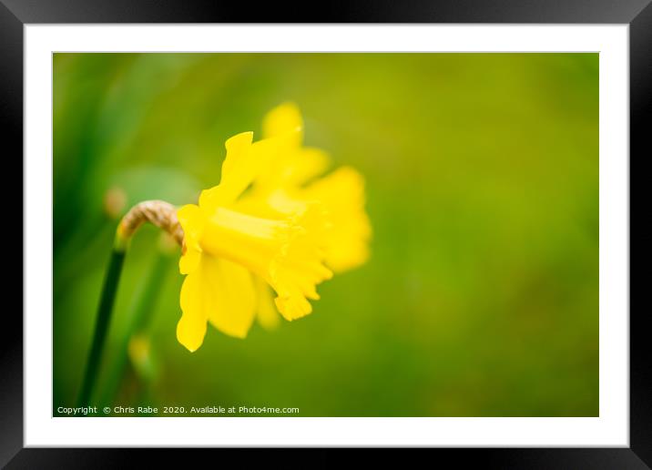 Daffodil flower Framed Mounted Print by Chris Rabe