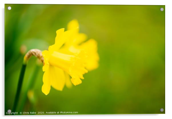 Daffodil flower Acrylic by Chris Rabe