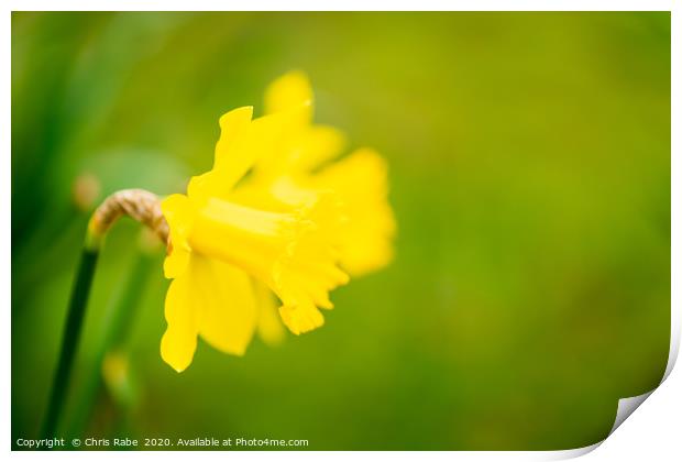 Daffodil flower Print by Chris Rabe