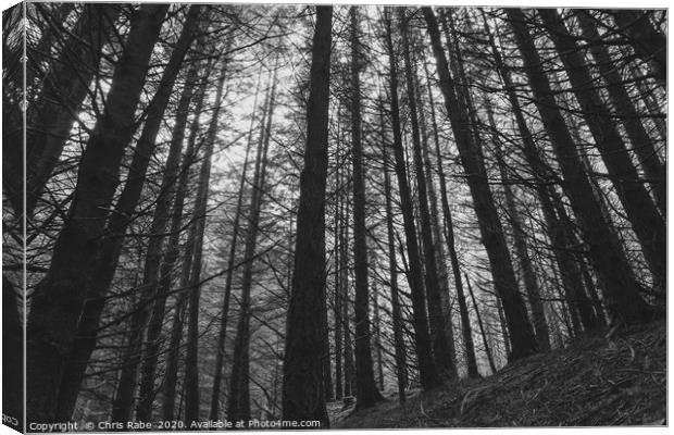 Moody forest  Canvas Print by Chris Rabe