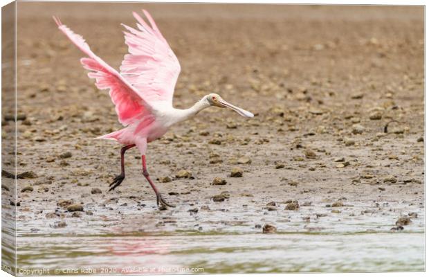 Roseate Spoonbill  Canvas Print by Chris Rabe