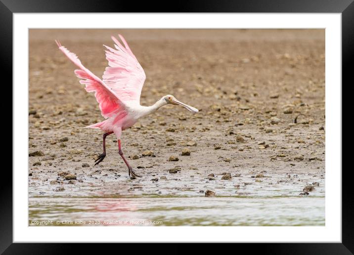 Roseate Spoonbill  Framed Mounted Print by Chris Rabe