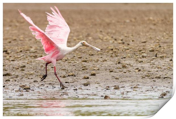 Roseate Spoonbill  Print by Chris Rabe