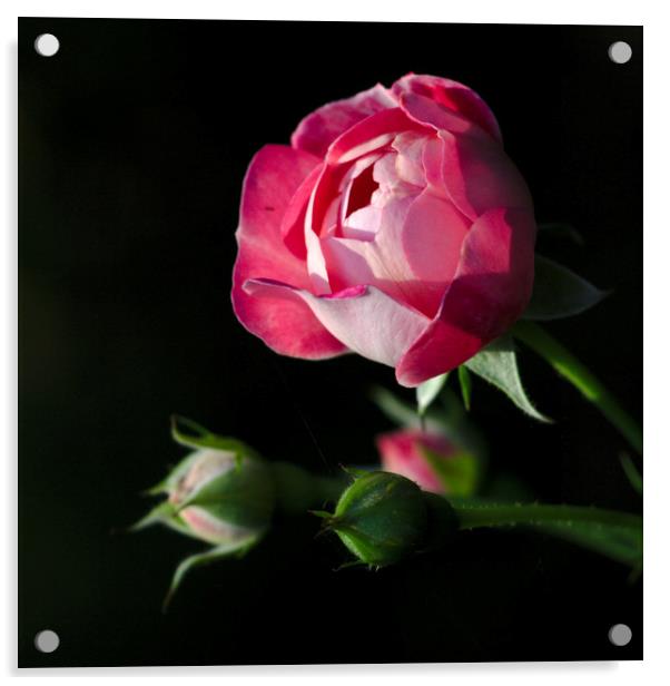 Yesterday a Rosebud Acrylic by Jeremy Hayden
