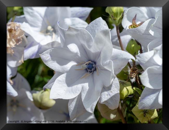 White Balloon Flower Framed Print by Angela Cottingham