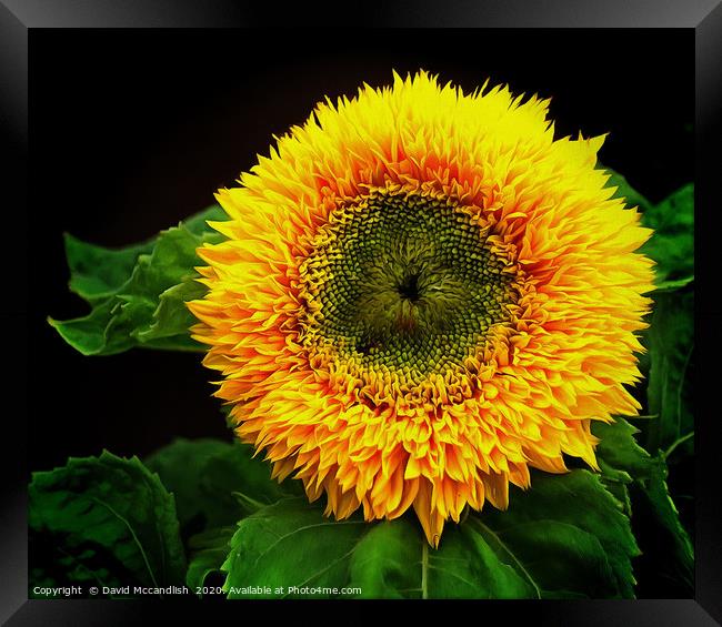 Sunflower Teddy Bear Framed Print by David Mccandlish