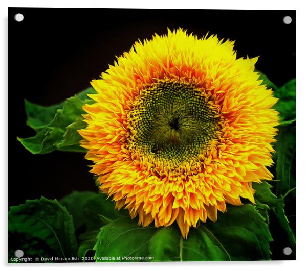 Sunflower Teddy Bear Acrylic by David Mccandlish