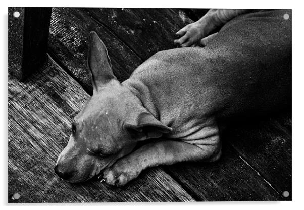 Sleep Soi Dog Acrylic by Jonathan Callaghan