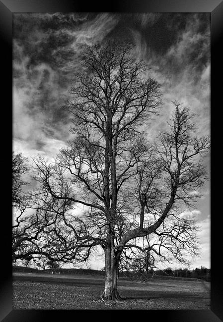One Tree Under a Stormy Sky Framed Print by Jeremy Hayden