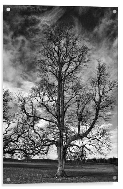 One Tree Under a Stormy Sky Acrylic by Jeremy Hayden