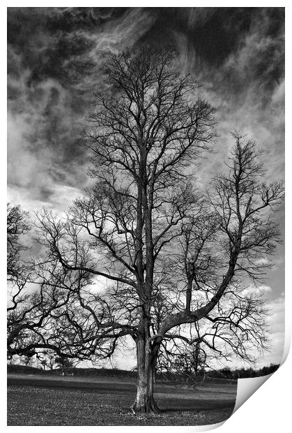 One Tree Under a Stormy Sky Print by Jeremy Hayden