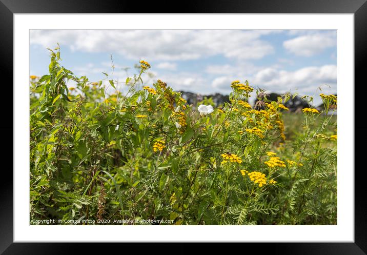 yellow and white wild flowers Framed Mounted Print by Chris Willemsen