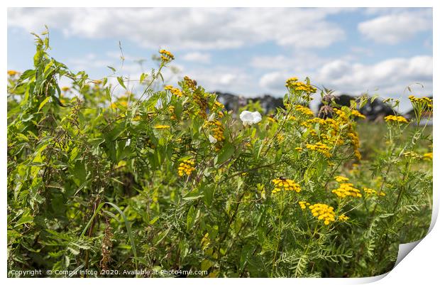 yellow and white wild flowers Print by Chris Willemsen