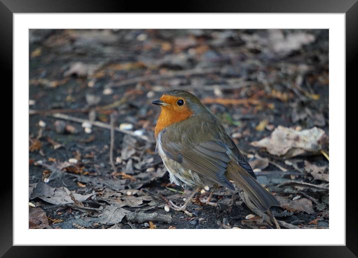 A robin on the ground Framed Mounted Print by Theo Spanellis