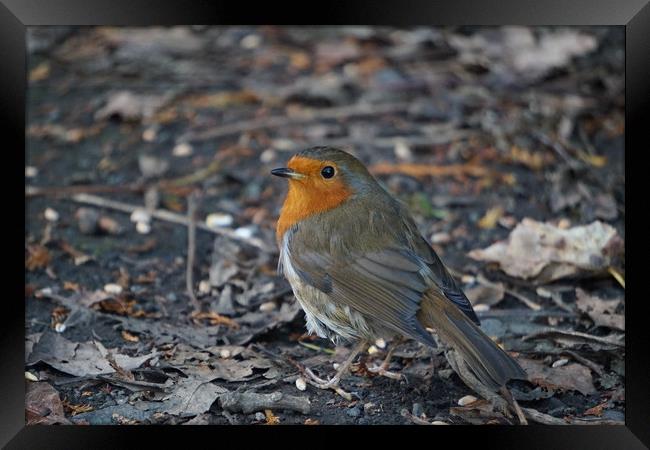 A robin on the ground Framed Print by Theo Spanellis