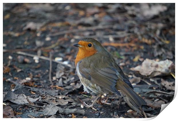 A robin on the ground Print by Theo Spanellis